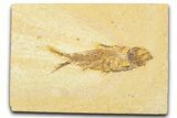 Detailed Fossil Fish (Knightia) - Wyoming #379521-1